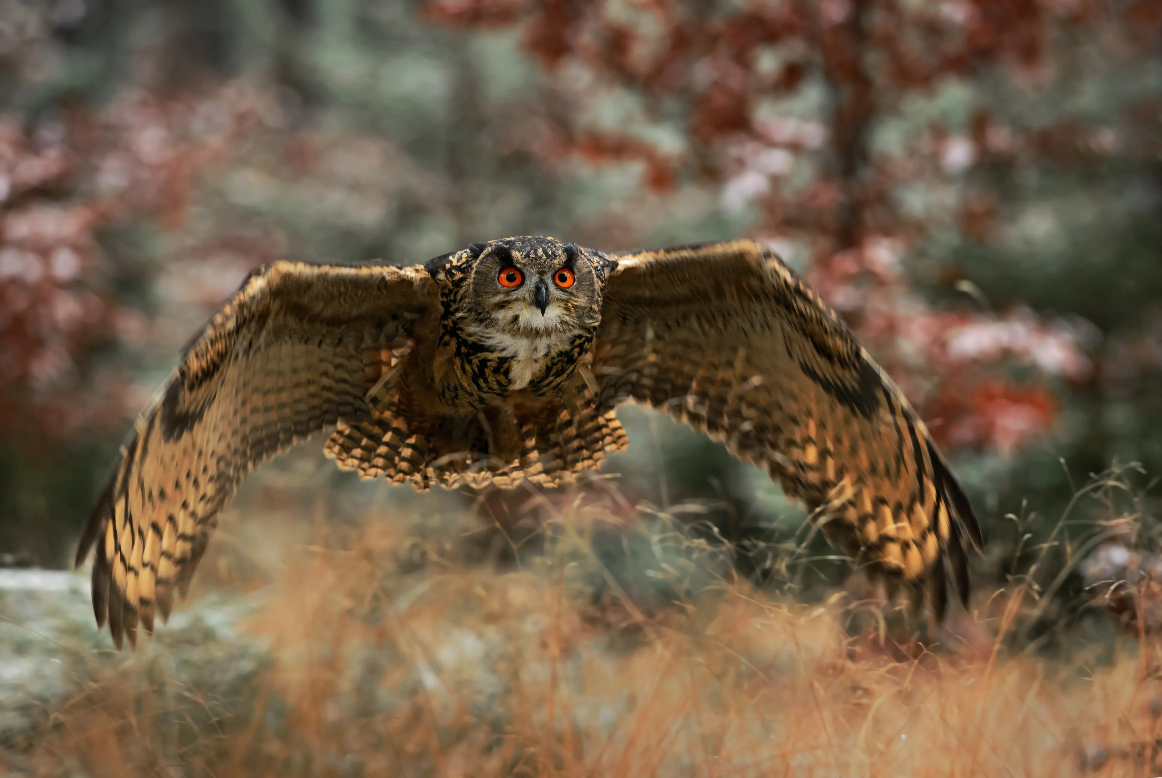 Eagle Owl